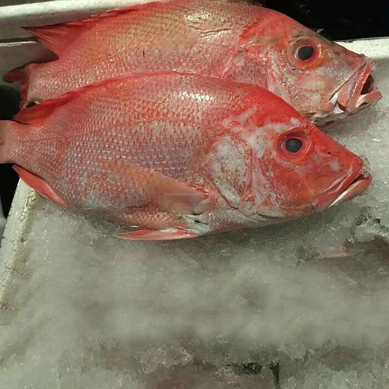 Красный морской лещ