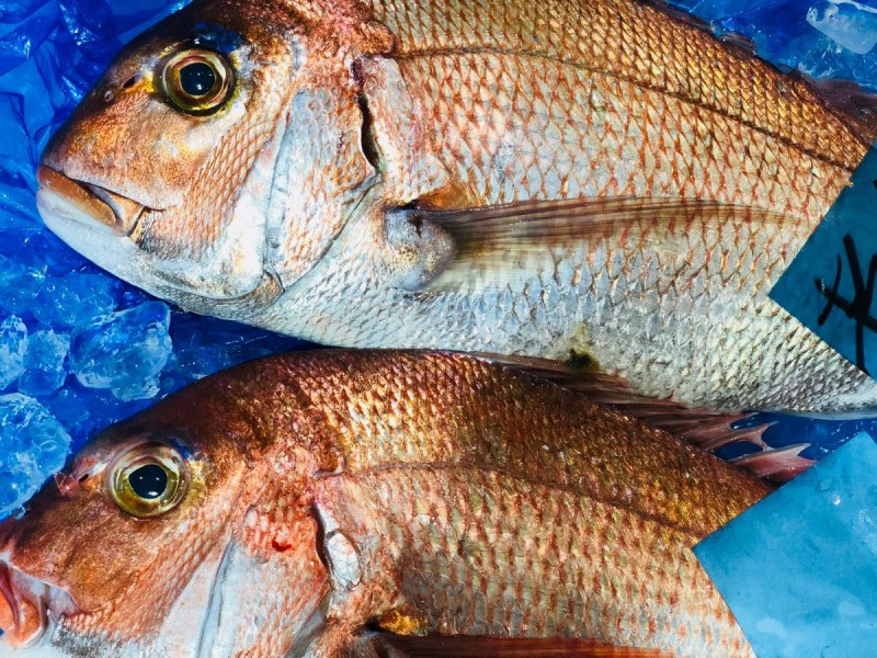 Red Bream