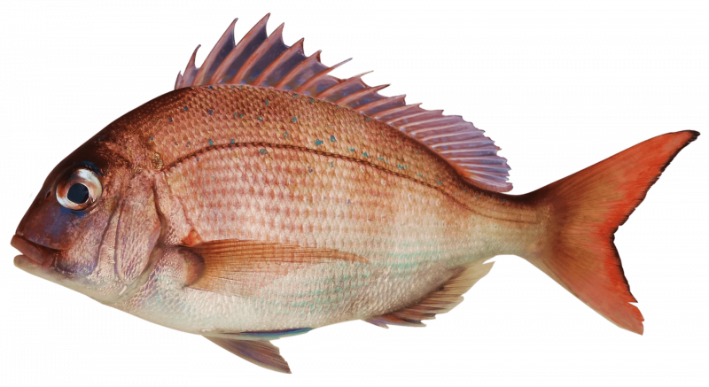 Sea Bream рыба