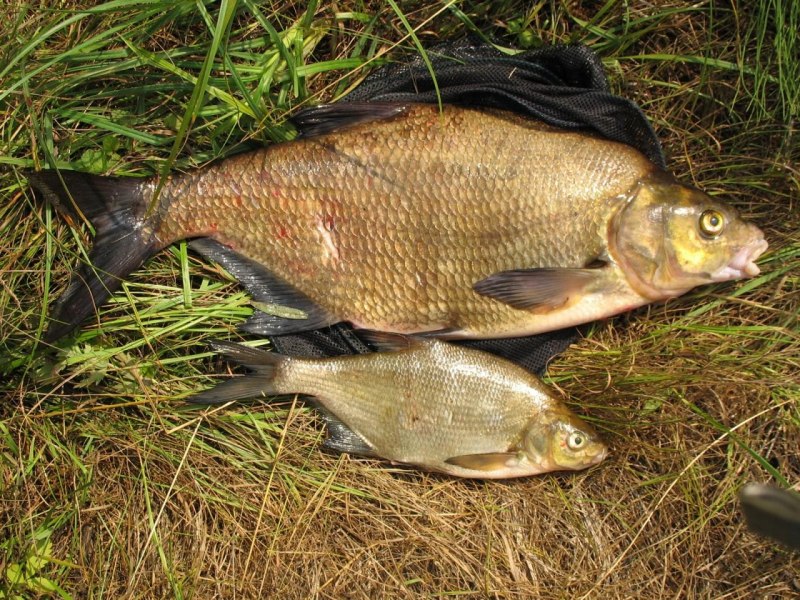 Лещ морской Брама