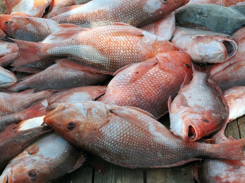 Красный морской лещ