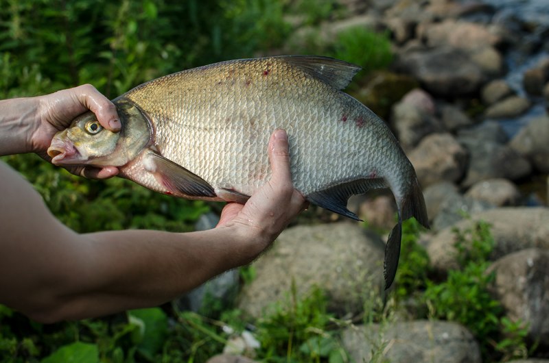 Dorosoma cepedianum