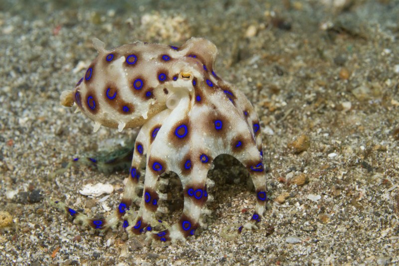 Enteroctopus dofleini