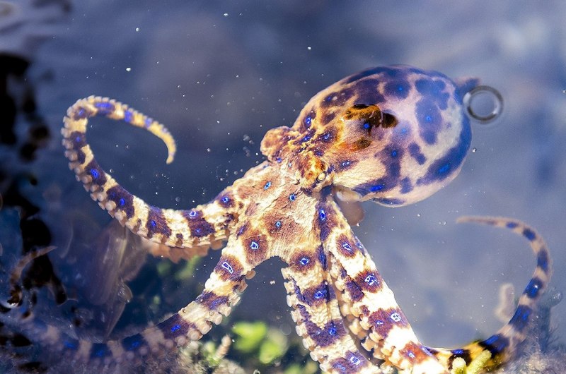 Синекольчатый осьминог (Hapalochlaena maculosa)