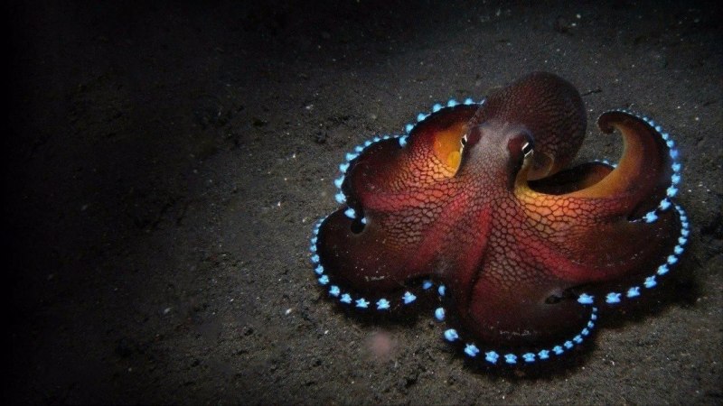 Синекольчатые Осьминоги