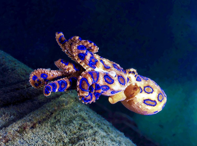Синекольчатый осьминог (Hapalochlaena maculosa)