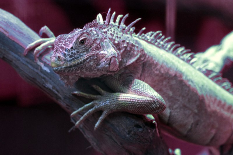 Conolophus Marthae
