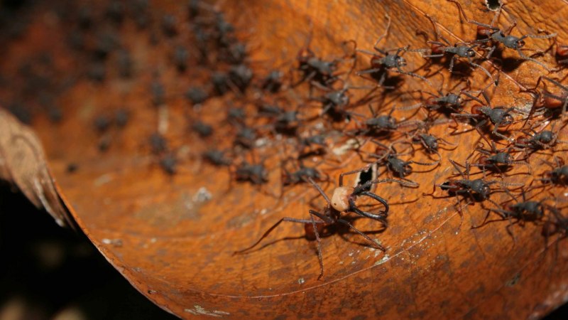 Dorylus nigricans