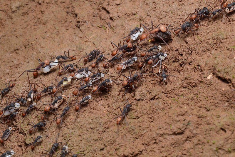 Армейские муравьи (71 фото)