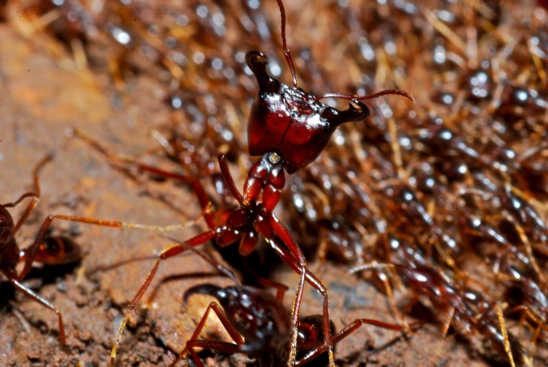 Eciton burchellii
