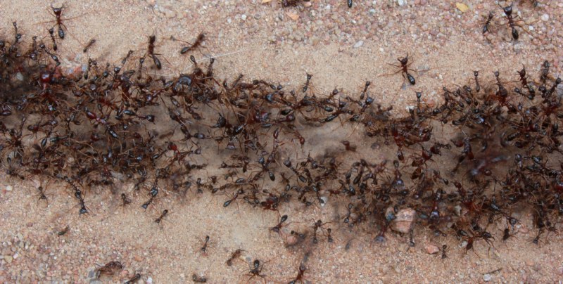 Myrmecia pavida