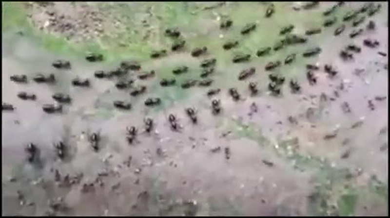 Муравьи фаэтончики