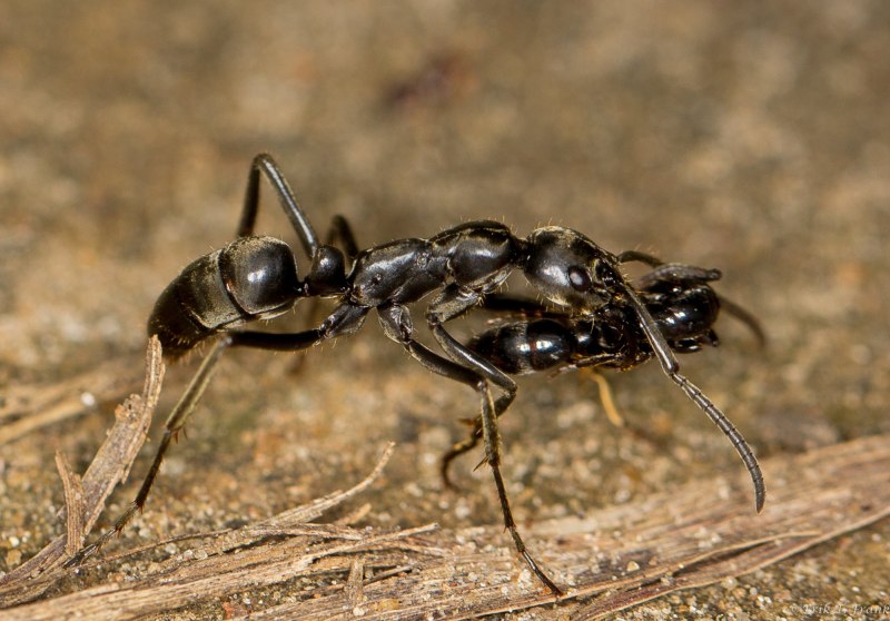 Eciton burchellii матка