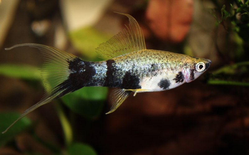 Зелёный меченосец Xiphophorus hellerii
