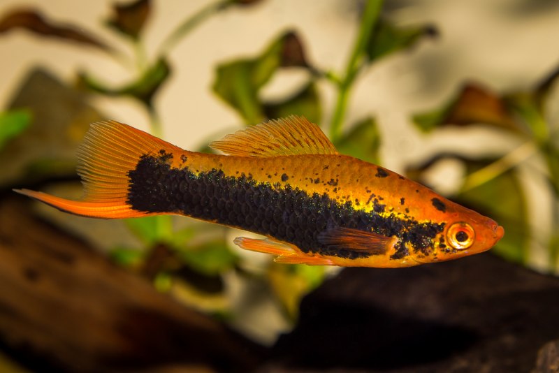Меченосец Монтесумы Xiphophorus montezumae