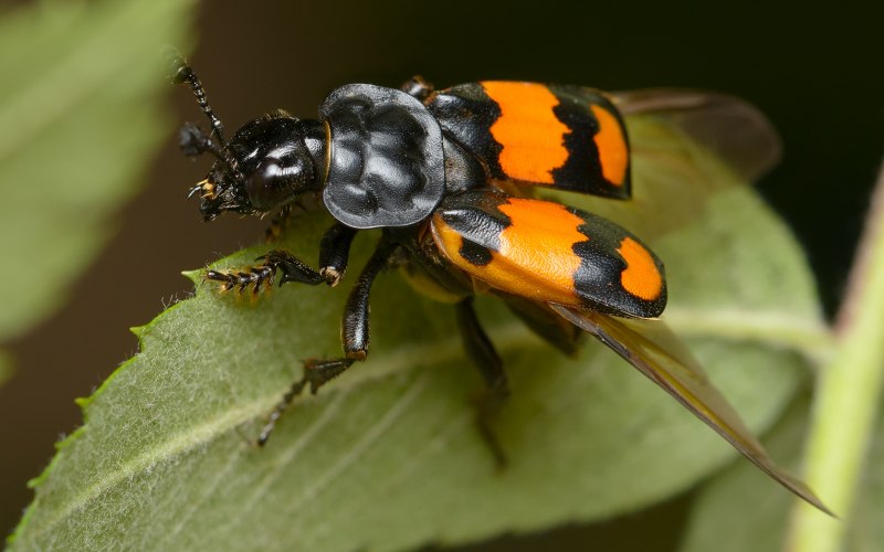 Жук мертвоед Nicrophorus