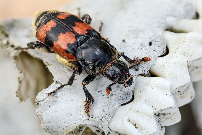 Могильщик чёрный (Nicrophorus humator)