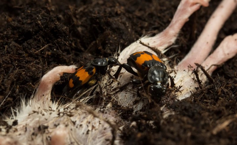 Жук Nicrophorus Germanicus