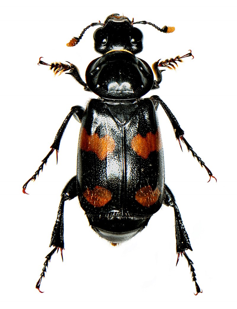 Жук мертвоед Nicrophorus