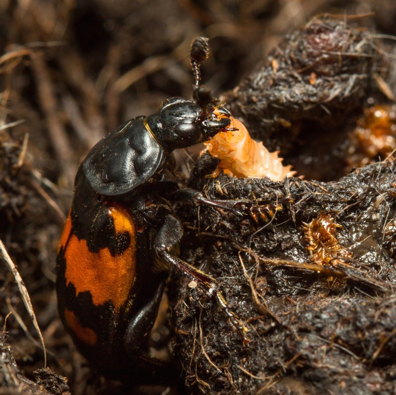 Жук мертвоед Nicrophorus