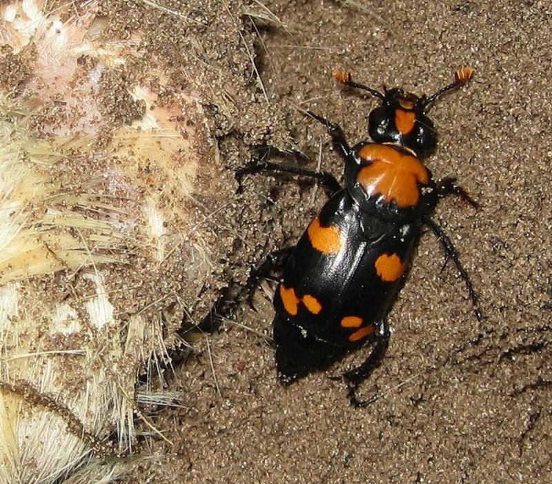 Жук мертвоед Nicrophorus