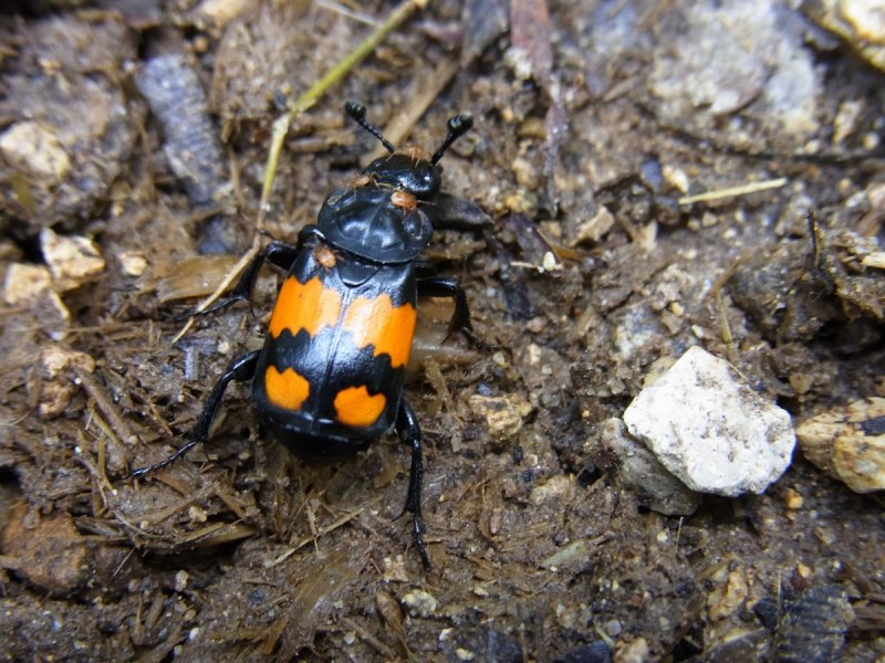 Жук Nicrophorus