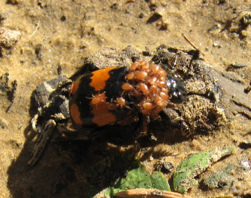 Poecilochirus Carabi