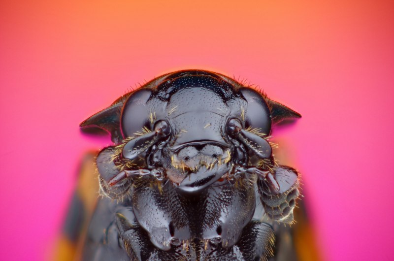 Погребальный могильщик (Nicrophorus vespillo)