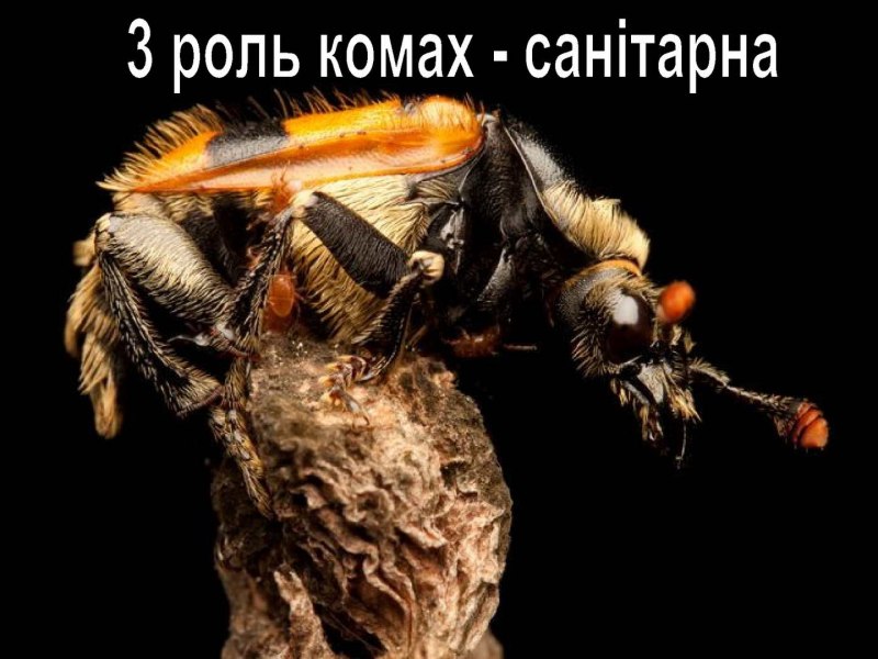 Жук мертвоед Nicrophorus
