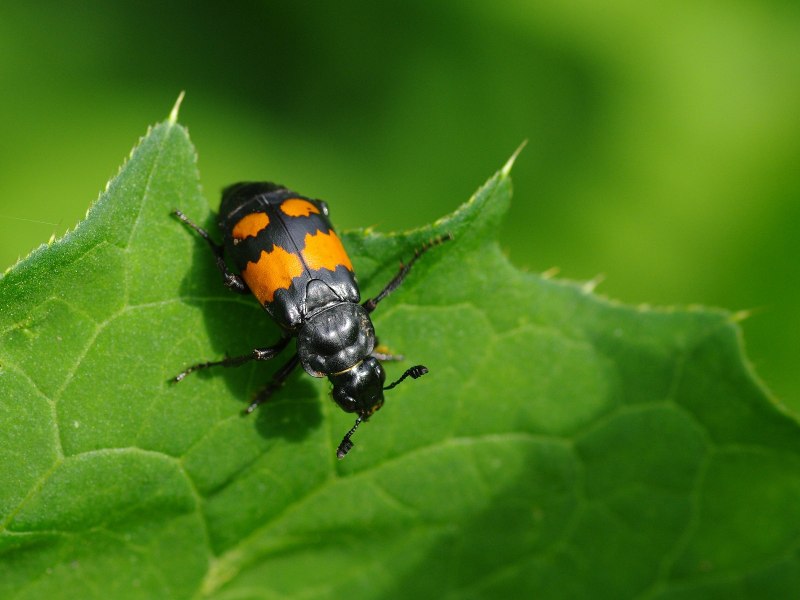 Nicrophorus orbicollis