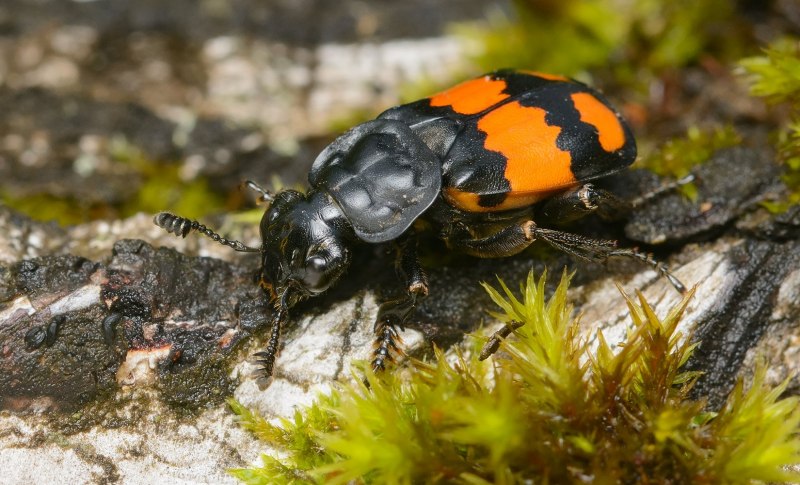 Могильщик-погребатель(Nicrophorus vespilloides)