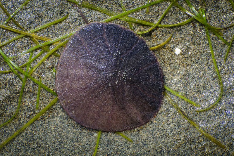 Морской ёж песчаный доллар (Clypeaster humilis)