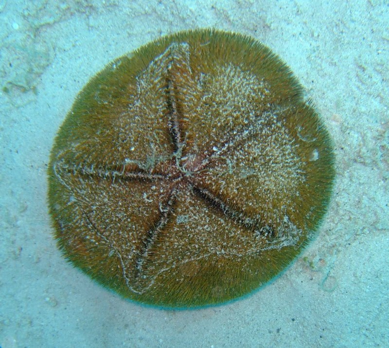 Морской ёж песчаный доллар (Clypeaster humilis)