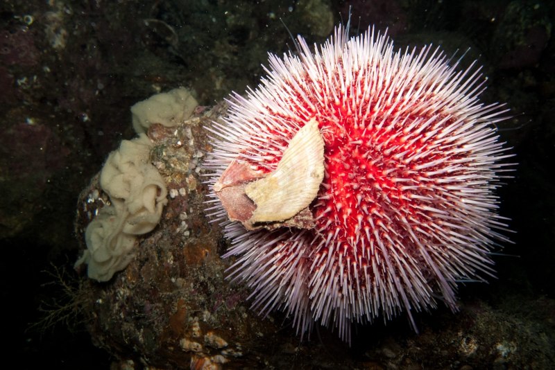 Морской ёж песчаный доллар (Clypeaster humilis)