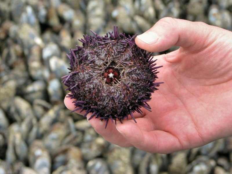 Морской ёж песчаный доллар (Clypeaster humilis)
