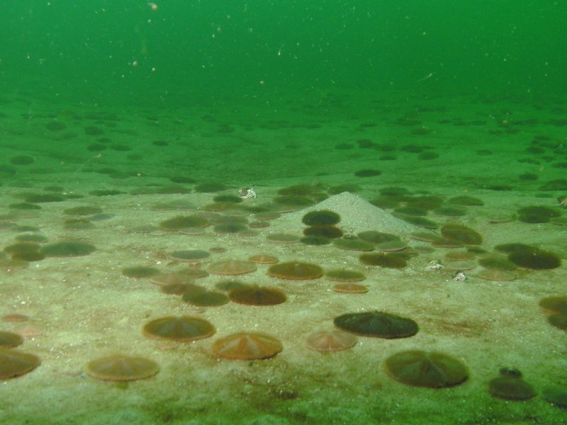 Морской еж Sand Dollar