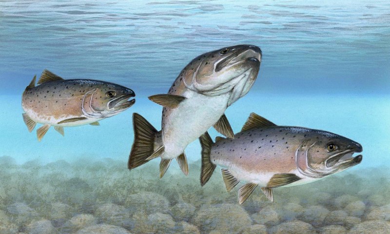 Wild Atlantic Salmon