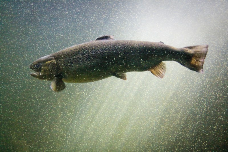 Лосось Salmo Salar