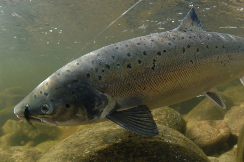 Лосось Salmo Salar