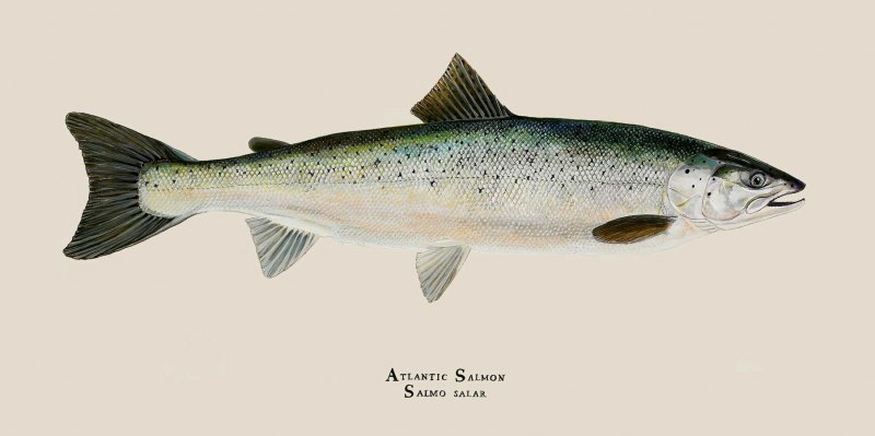 Семга Salmo Salar l