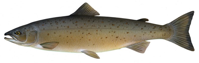 Атлантический лосось Salmo Salar