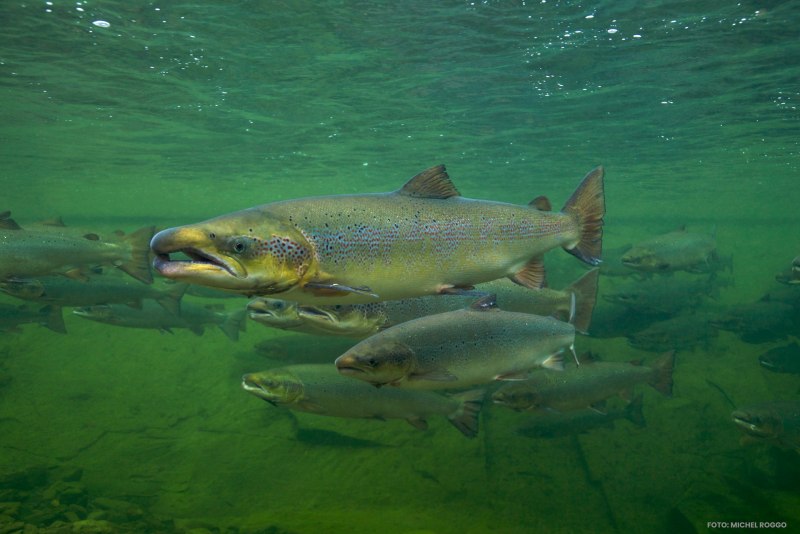 Озерный лосось Salmo Salar Morpha Sebago