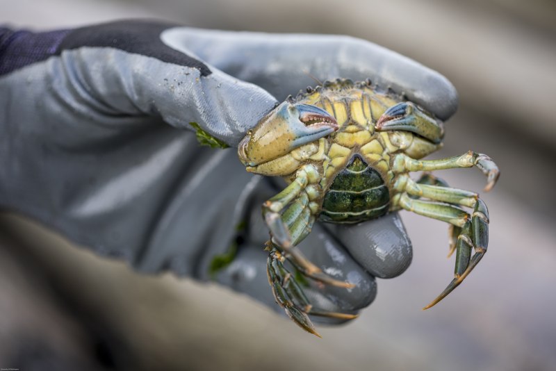 Carcinus aestuarii рисунок