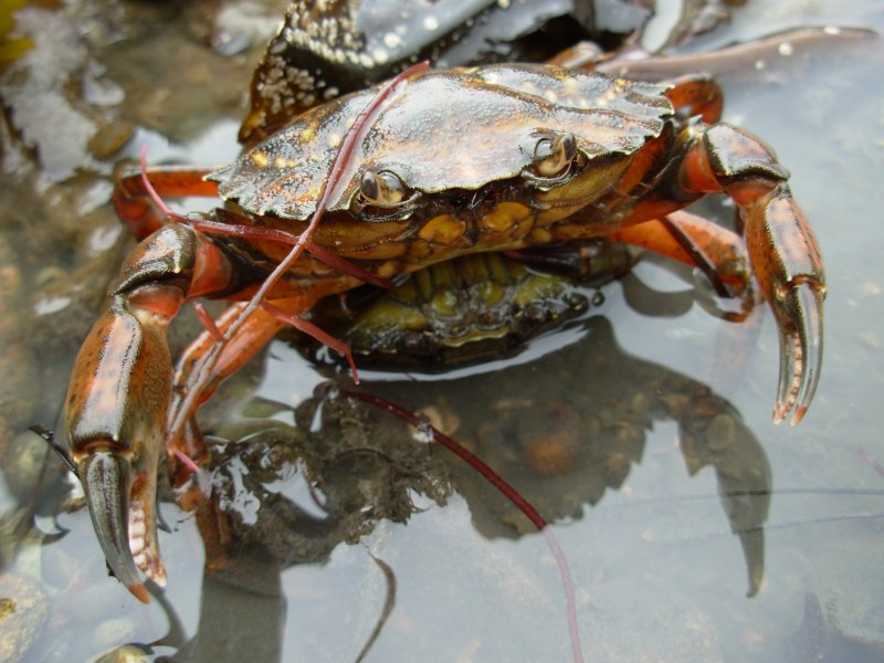 Carcinus Maenas