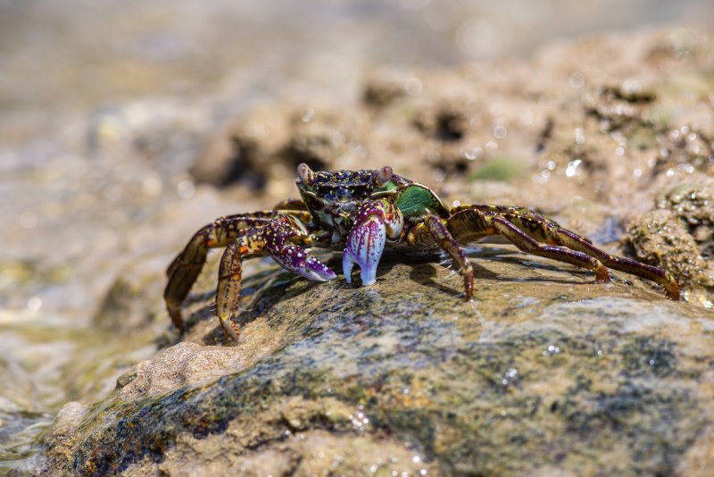 Carcinus Maenas