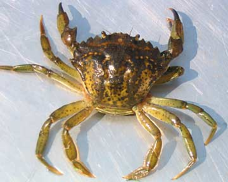 Carcinus aestuarii