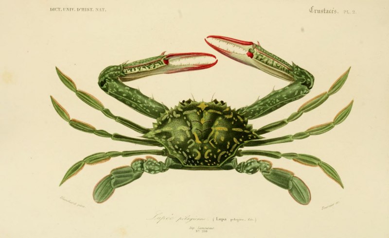 Каменный краб (Eriphia verrucosa)