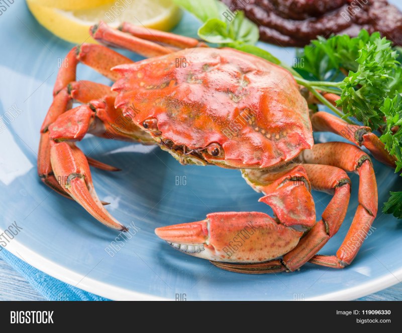 Травяной краб (Carcinus Maenas)
