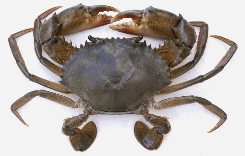 Pachygrapsus marmoratus