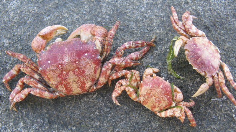 Краб Carcinus Maenas